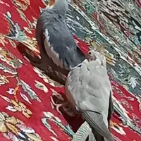 عروس هلندی جفت است|پرنده|شیروان (خراسان), |دیوار