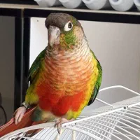 گرینچیک خوش رنگ