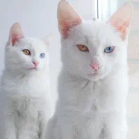 گربه اصل پرشین