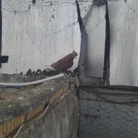 پرنده کبوتر