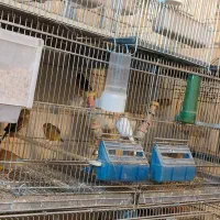 قناری تک و جفت|پرنده|شاهدشهر, |دیوار