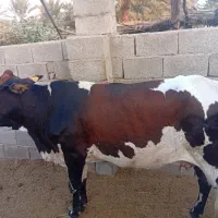 گاو