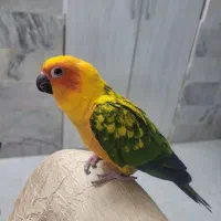 طوطی خورشیدی