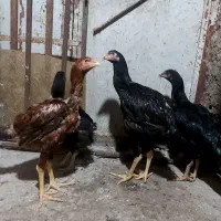 جوجه خروس لاری