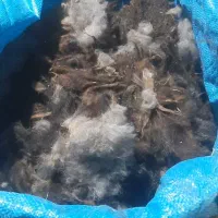 پشم گوسفندی