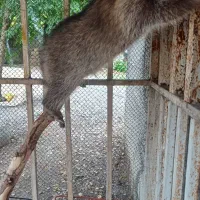 گمشده لطفا محدوده بیانی