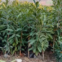 نهال ازگیل|گل و گیاه طبیعی|خان ببین, |دیوار