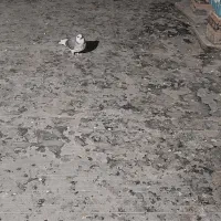 کفتر فروشی غریب گیری