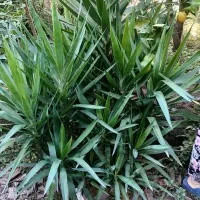 تعدای گل یوکا