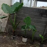 گل بابا ادم