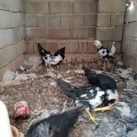 فروش یک جفت جوجه لاری ۴ ماهه و گلین ۵ ماهه اصل|حیوانات مزرعه|داراب, |دیوار