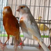 قناری بالای۲۰۰عدد