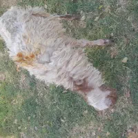 گوسفند درشوش