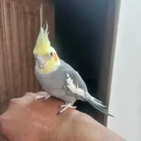 عروس آهویی نر دستی