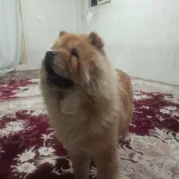 سگ چاو چاو ماده|سگ|رباط‌کریم, شهرک صنعتی ده‌حسن|دیوار