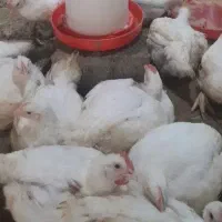مرغ گوشتی