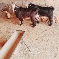 بیگ تخمی