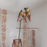 گیرینچیک سالم نیمه دستی