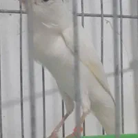 قناری ماده یکسر سفید آماده