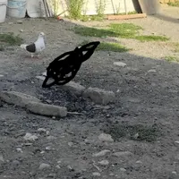کبوتر گم شده