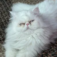 گربه ها اماده جفت گیری