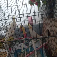 ۱جفت عروس هلندی مولد