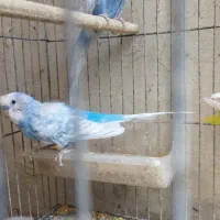 مرغ عشق در کوهچنار|پرنده|کوه چنار, |دیوار