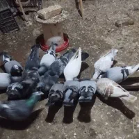 قیمت همینه