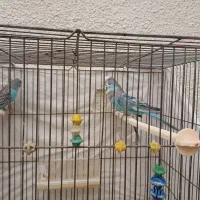 ۳ عدد مرغ عشق