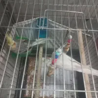 یک جفت عروس  نروماده باقفس