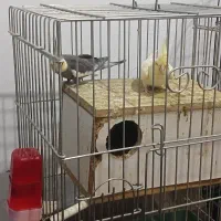 باسلام دوجفت عروس هلندی مولد 3تاجوجه دنخور|پرنده|شهریار, دهشاد پائین|دیوار