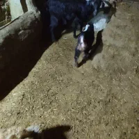 بز با برغاله