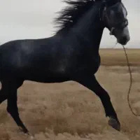 اسبنریانکرد|اسب و تجهیزات اسبسواری|سنندج, |دیوار