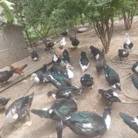 اردک خارجی (اسرائیلی) نر|حیوانات مزرعه|فاضل آباد, |دیوار