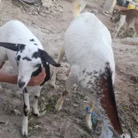 حیوانات و مزرعه