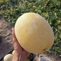 خربزه ملون درجه 1 تناژ