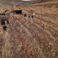 سگ نر|سگ|لاران, |دیوار