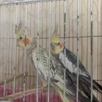 عروس هلندی جفت