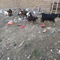 بر پاکستانی