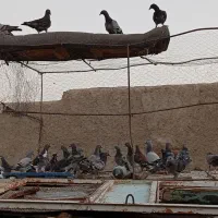 کبوتر گرفتنی