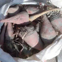 چغندر|خوردنی و آشامیدنی|قوچان, |دیوار