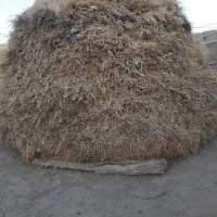 علف|لوازم جانبی حیوانات|صائین قلعه, |دیوار