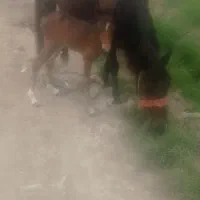 اسب باکره ماده
