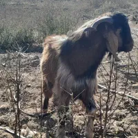 بز‌نر‌دامازدخ|حیوانات مزرعه|اصلاندوز, |دیوار