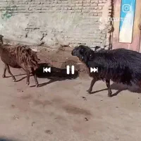 بره قوچ اصیل