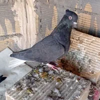 سیاه دم سفید