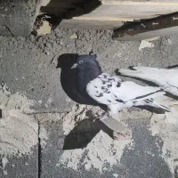 یال سرور نر کله سیاه ماده