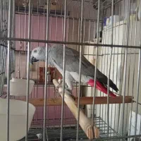 کاسکو نابغه مشهد|پرنده|تهران, شهرک استقلال|دیوار