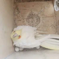 عروس هلندی|پرنده|اصفهان, شفق|دیوار