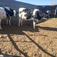 گاو شیری|حیوانات مزرعه|رادکان, |دیوار